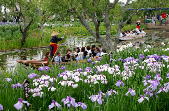 Ayame Festival